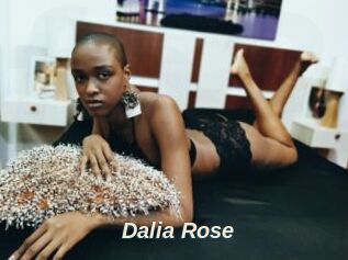Dalia_Rose