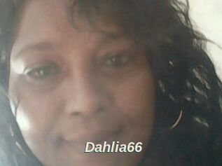 Dahlia66