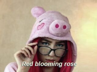 Red_blooming_rose