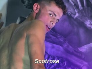 Scotrose