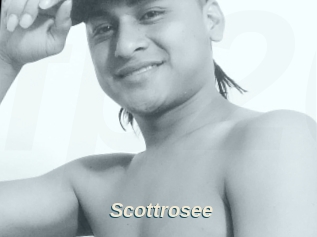 Scottrosee
